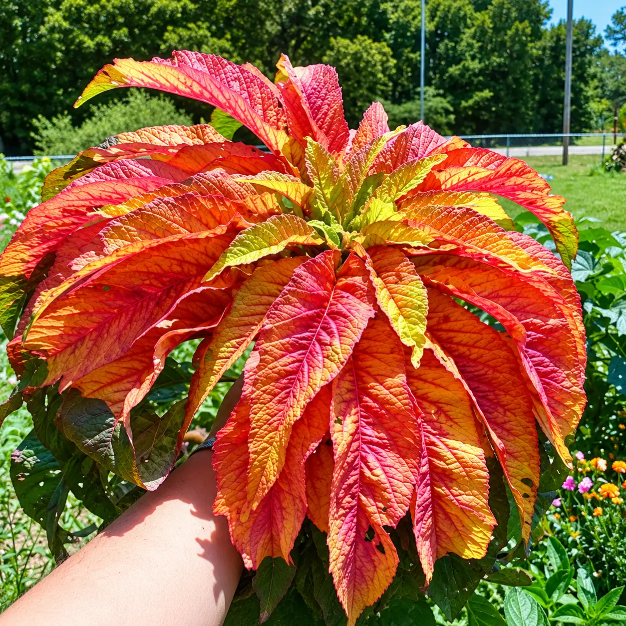Foxtail Amaranthus ( Tri Colour)