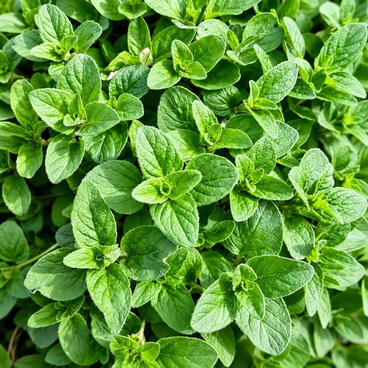 Oregano