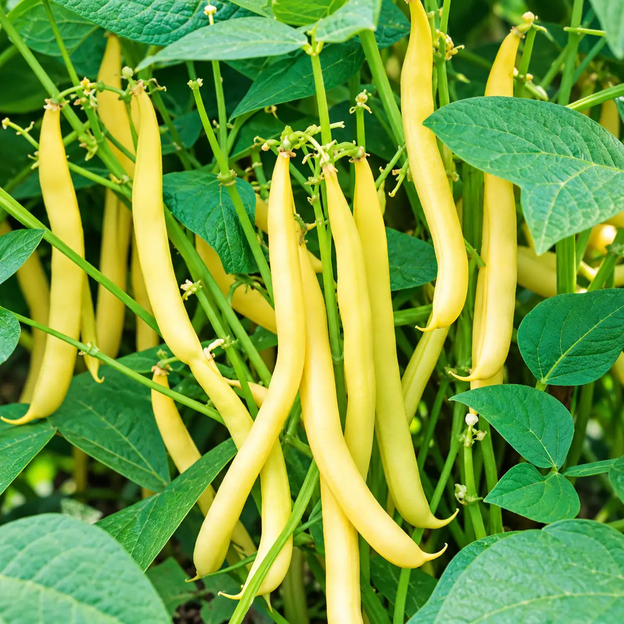 Yellow Beans ( Creeper )