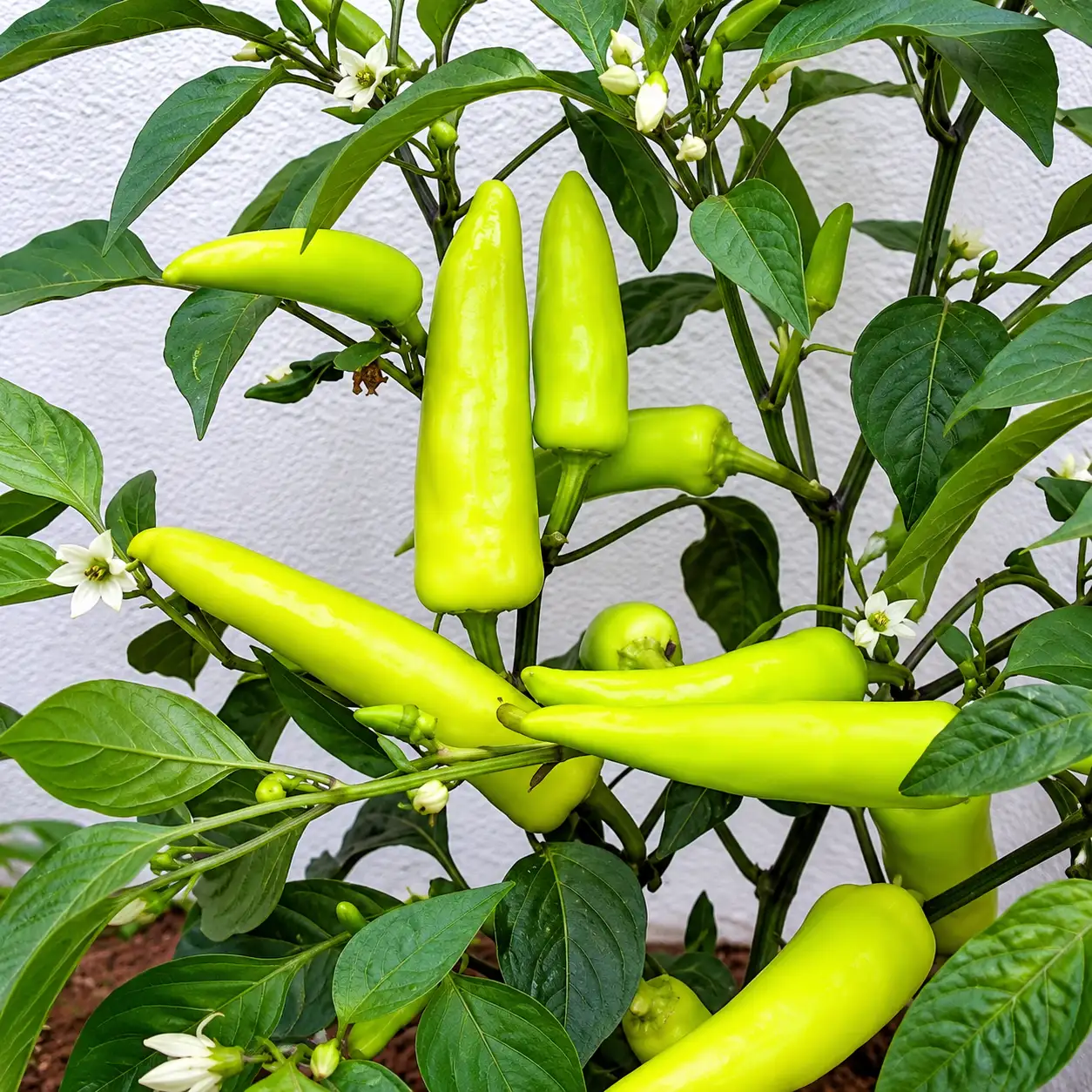 Bajji Chilli