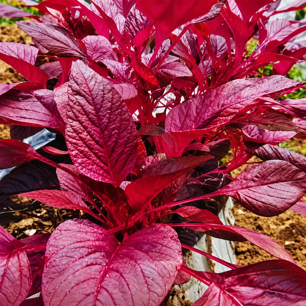 Tropical Amaranthus ( Red)