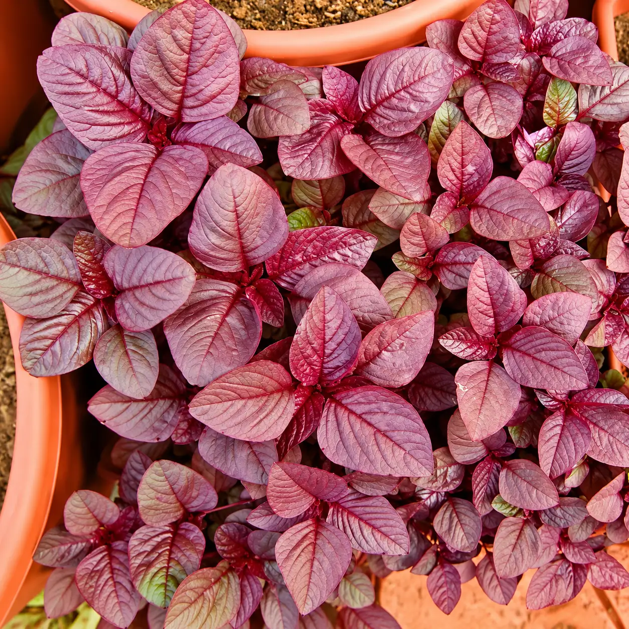 Amaranthus Lividus ( Red)