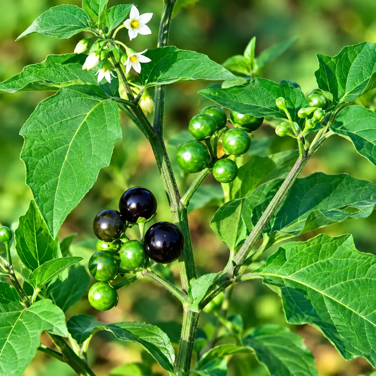 Black Night Shade