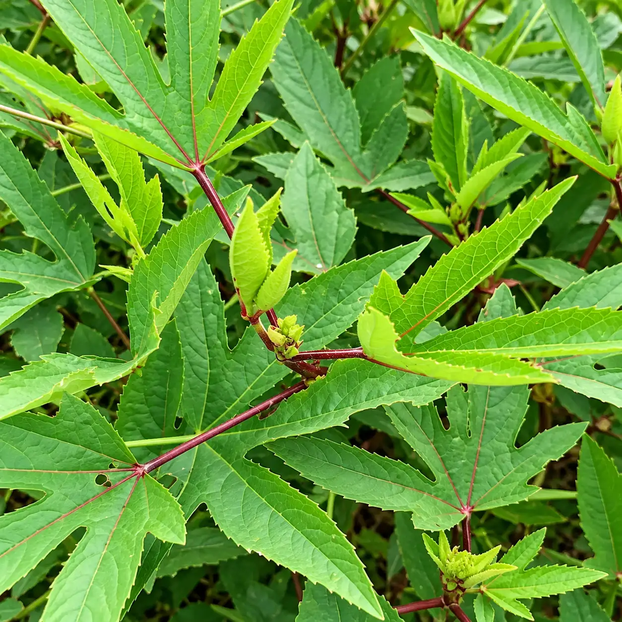 Gongura ( Green)