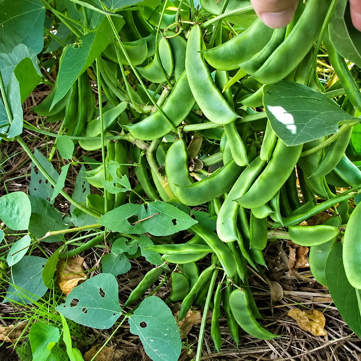 Kozhi Avarai ( Bush )