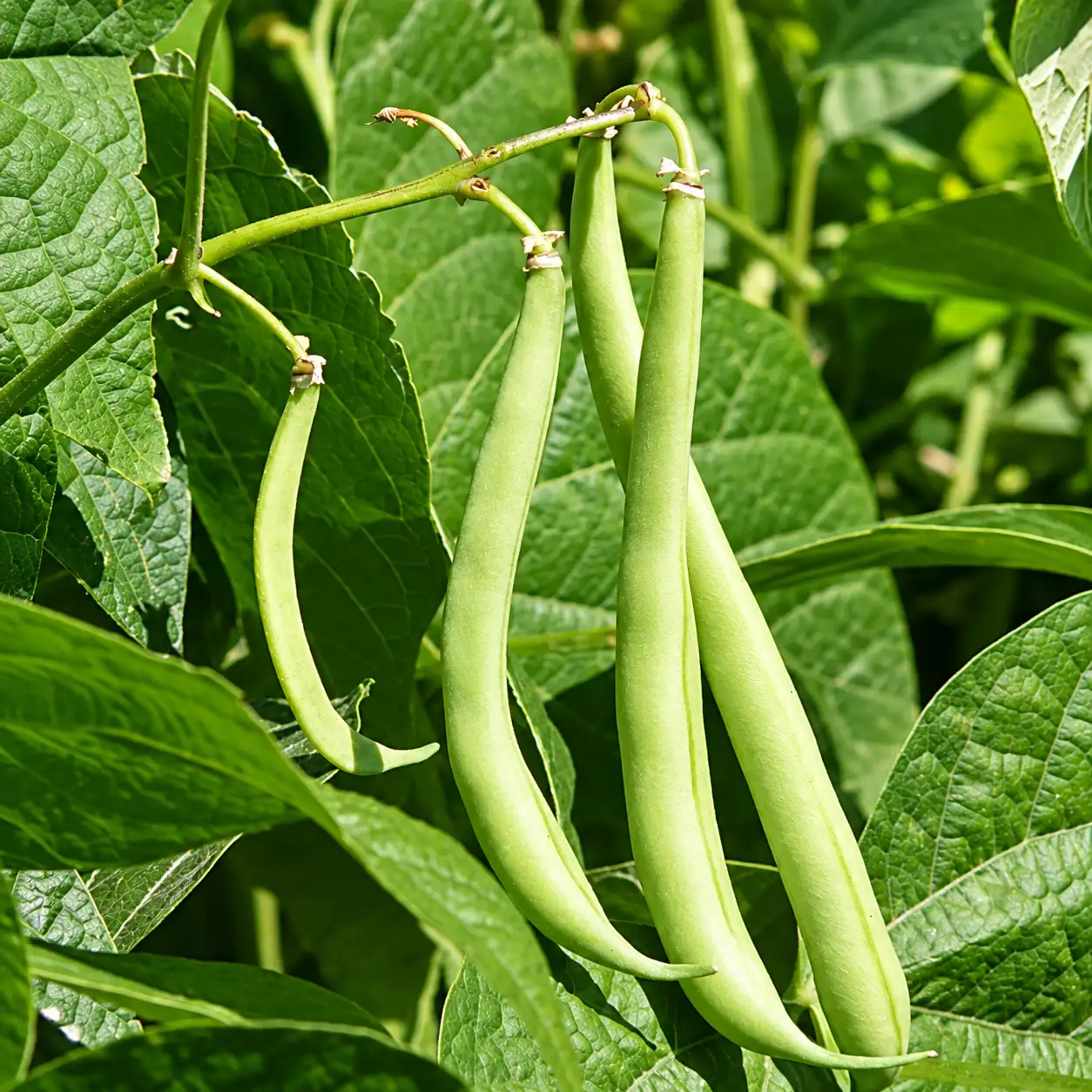 White Beans
