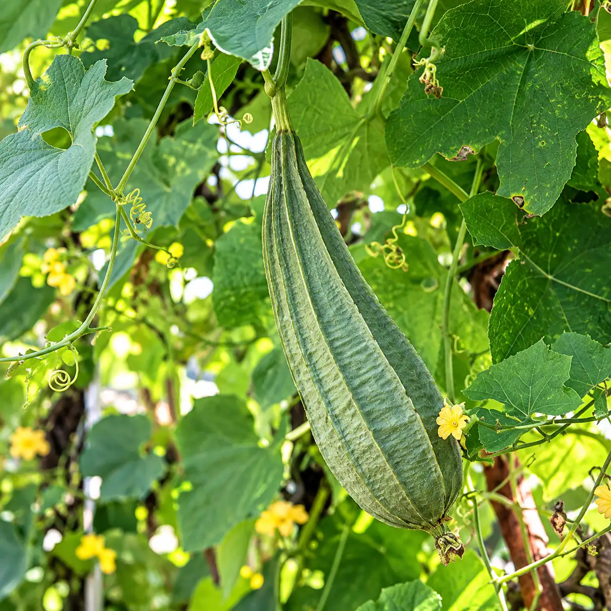 Ridge Gourd ( Short)