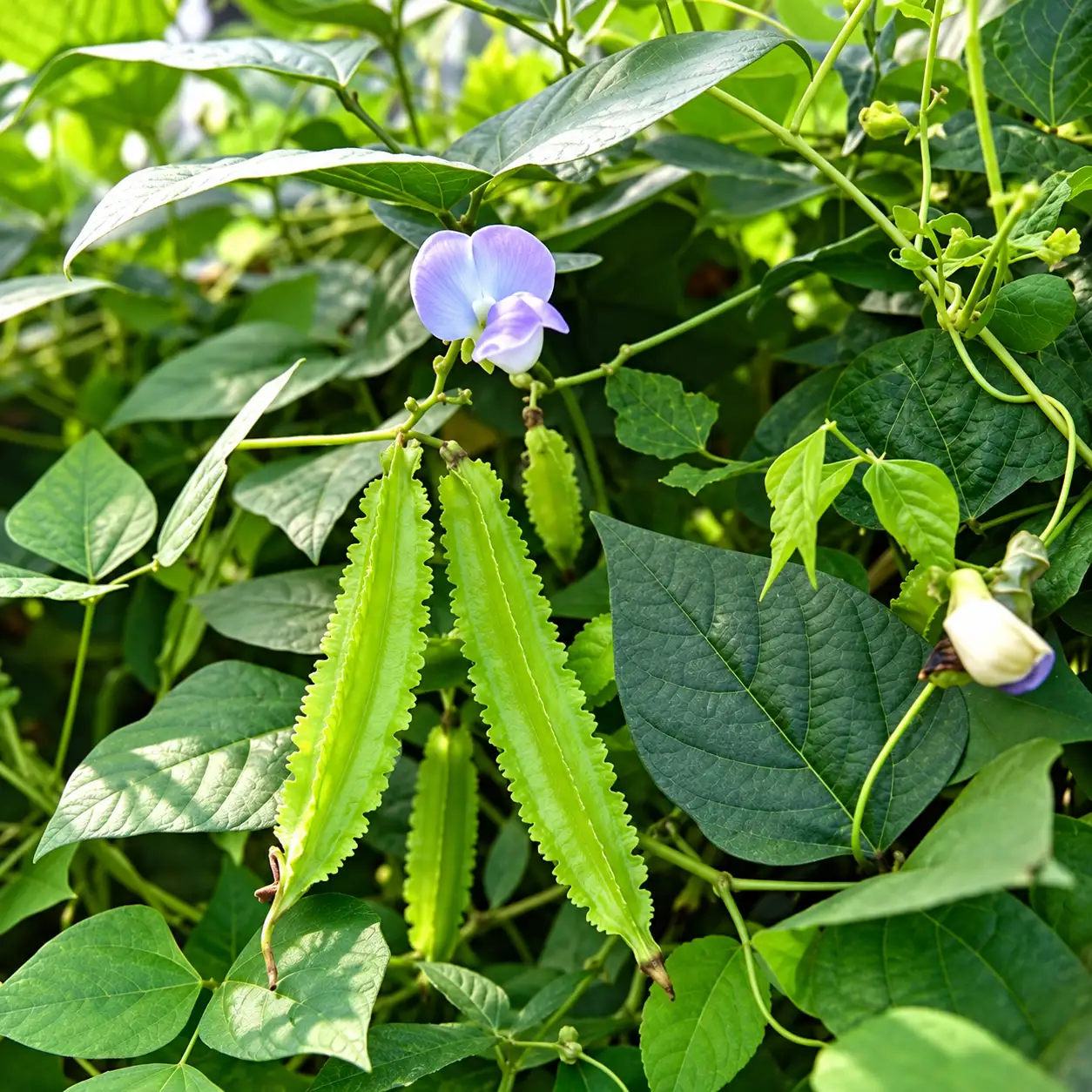 Winged Beans ( Green )