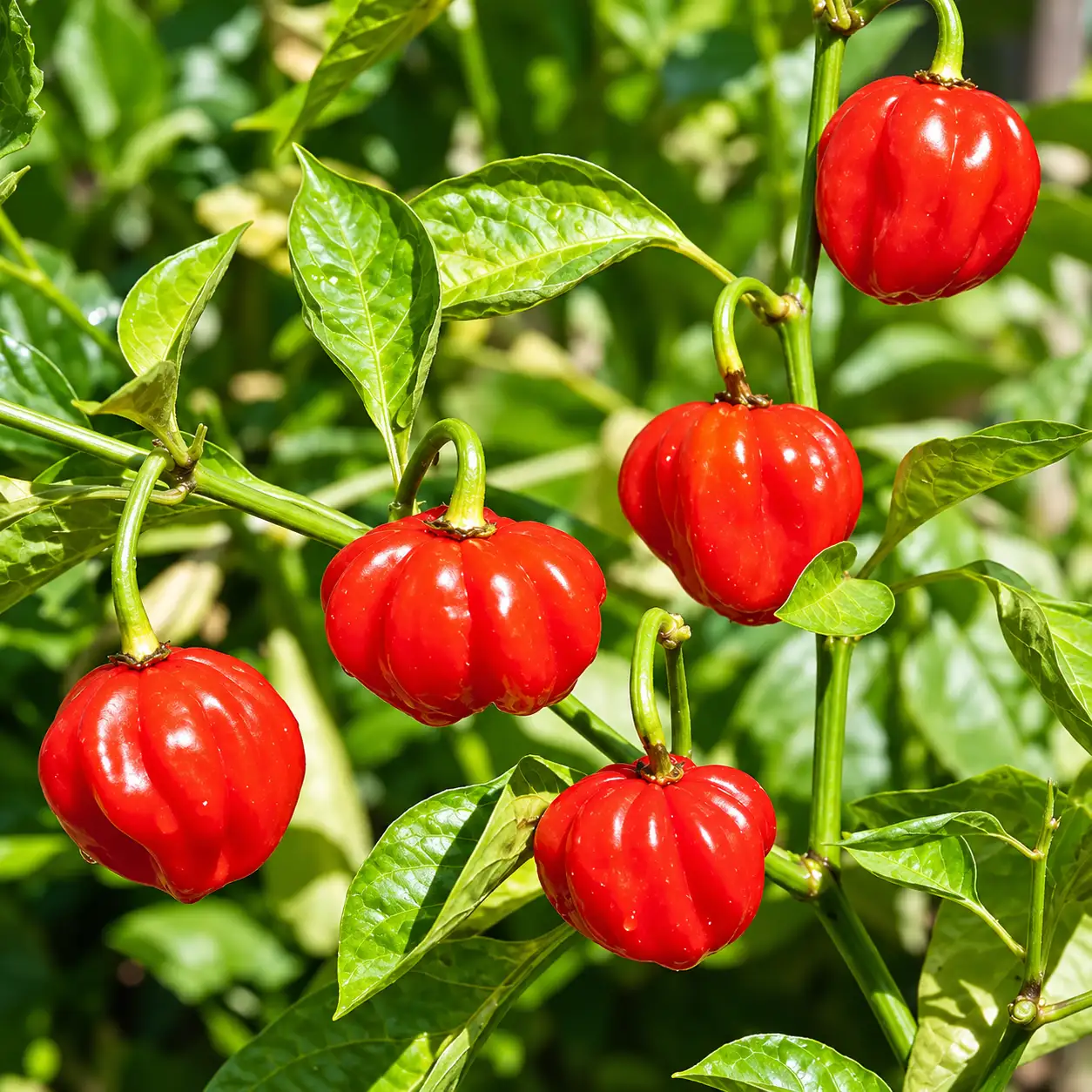 Chilli ( Round)