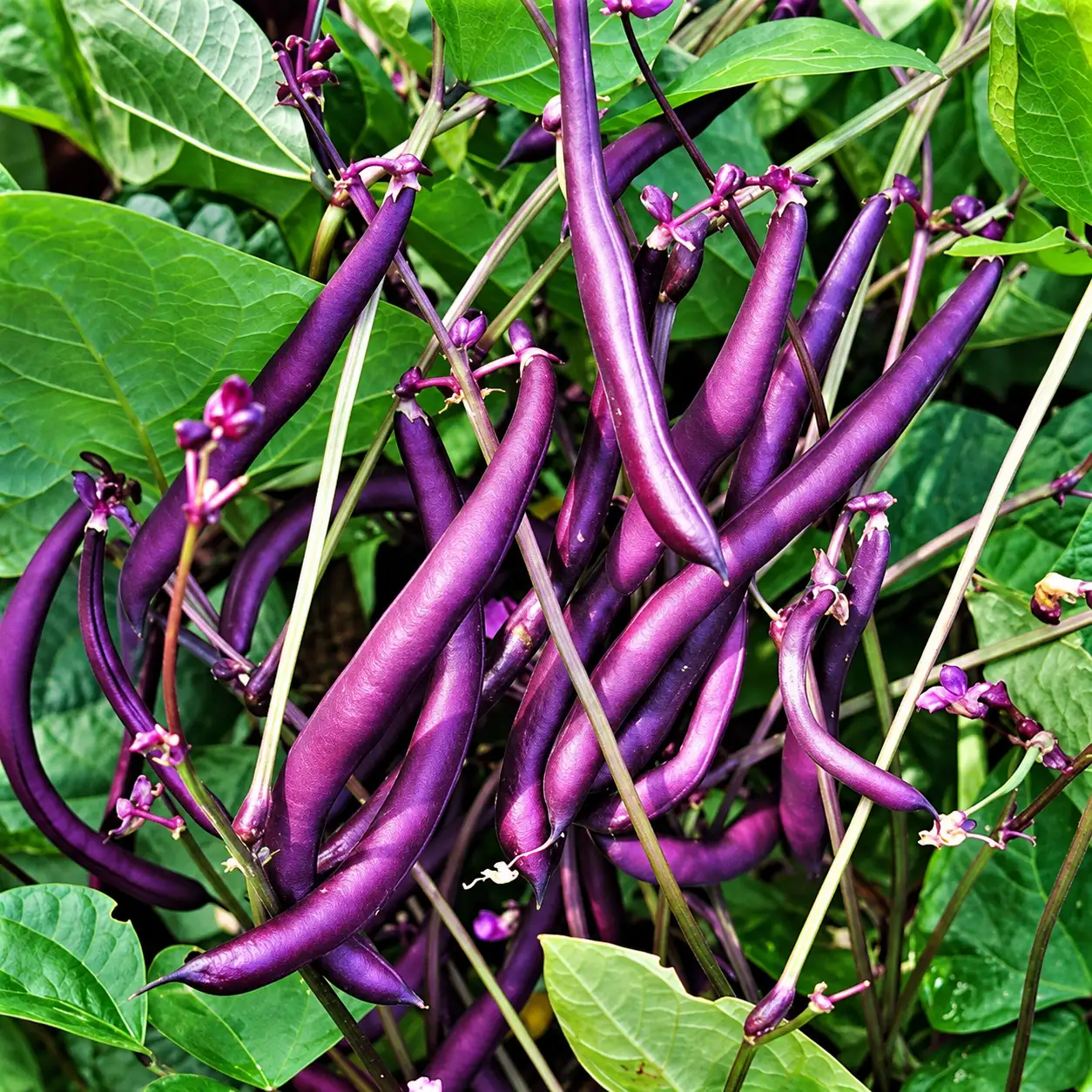 Purple Beans ( Creeper )